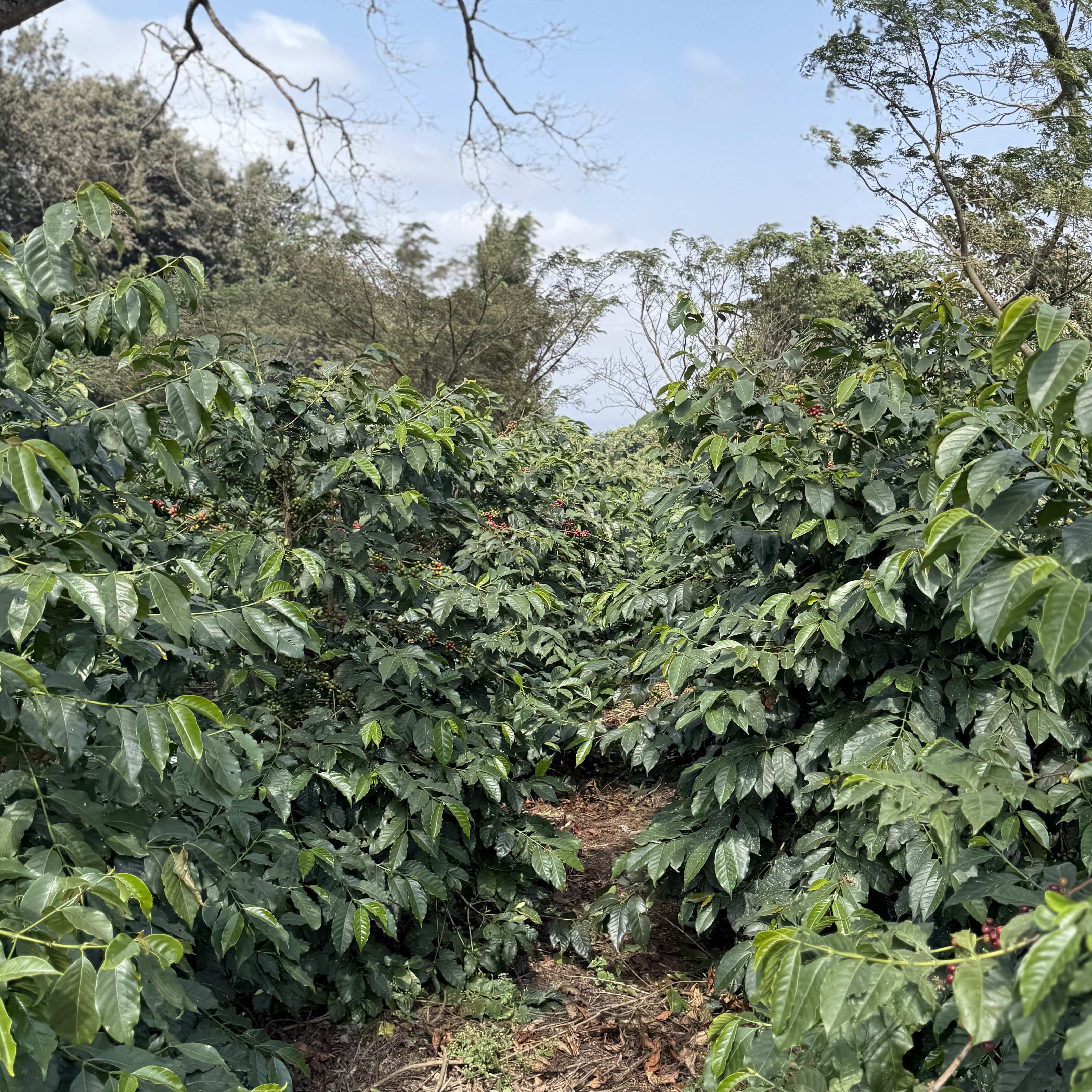 Tanzania Acacia Hills Kent PB Washed(25/26年クロップ) | ORIGIN
